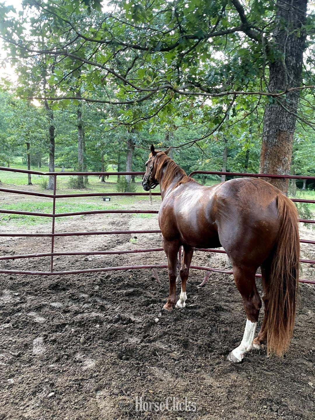 "Big Time Harley G" Brown Colt Quarter Horse in North Carolina