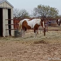Dun 14.3hh Paint Stallion in Texas
