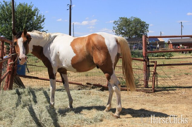 Dun 14.3hh Paint Stallion