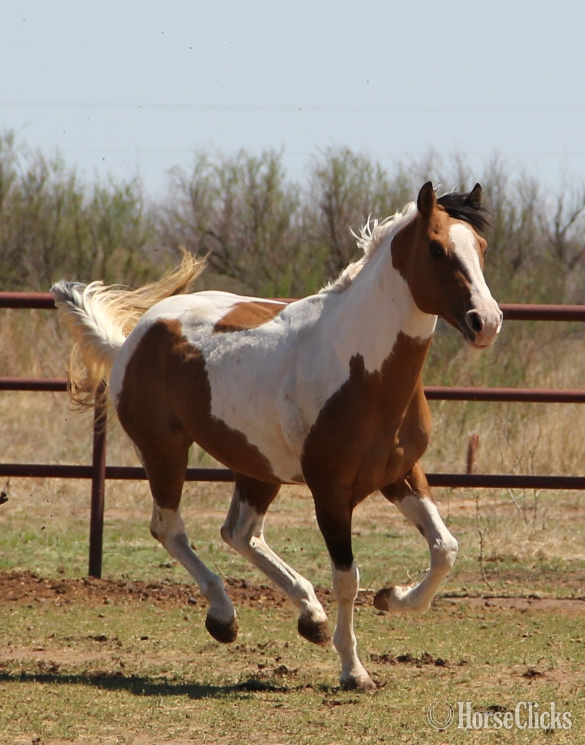 Texas Dun 14.3hh Paint Stallion