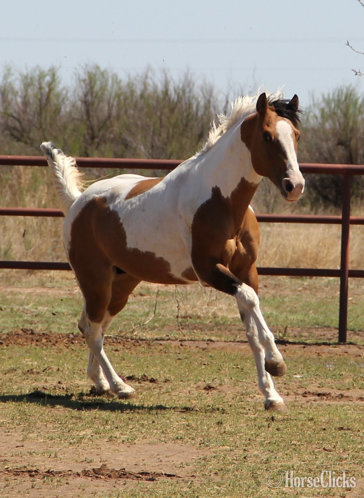 Dun 14.3hh Paint Stallion - Paint in Texas