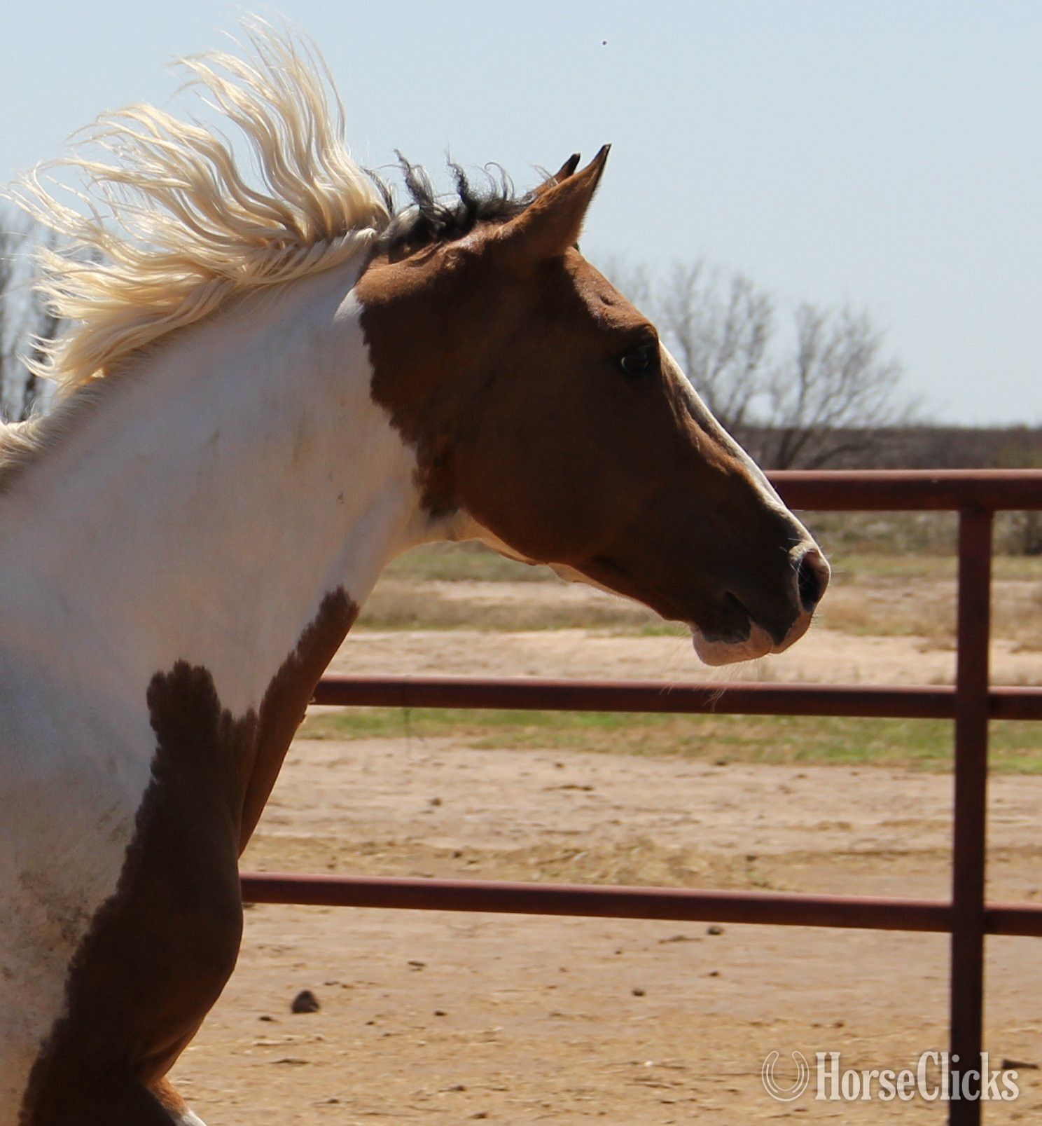 Dun 14.3hh Paint Stallion - Paint