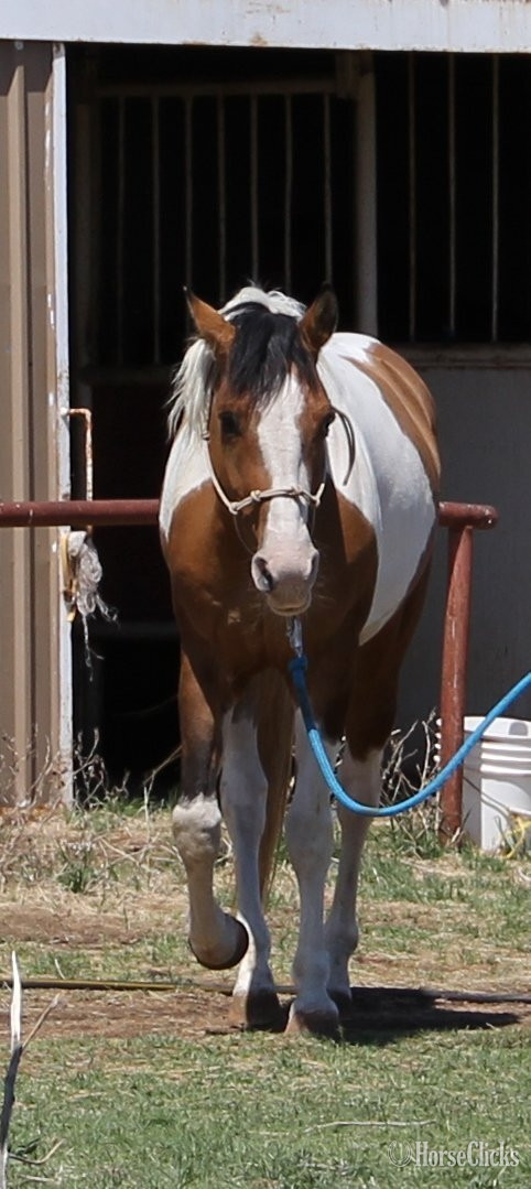 Dun 14.3hh Paint Stallion Texas