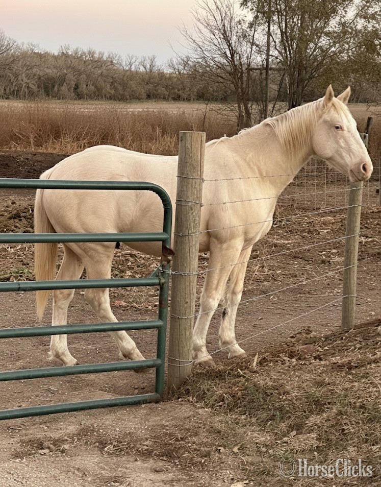 "GMO" Palomino Colt Paint in Kansas