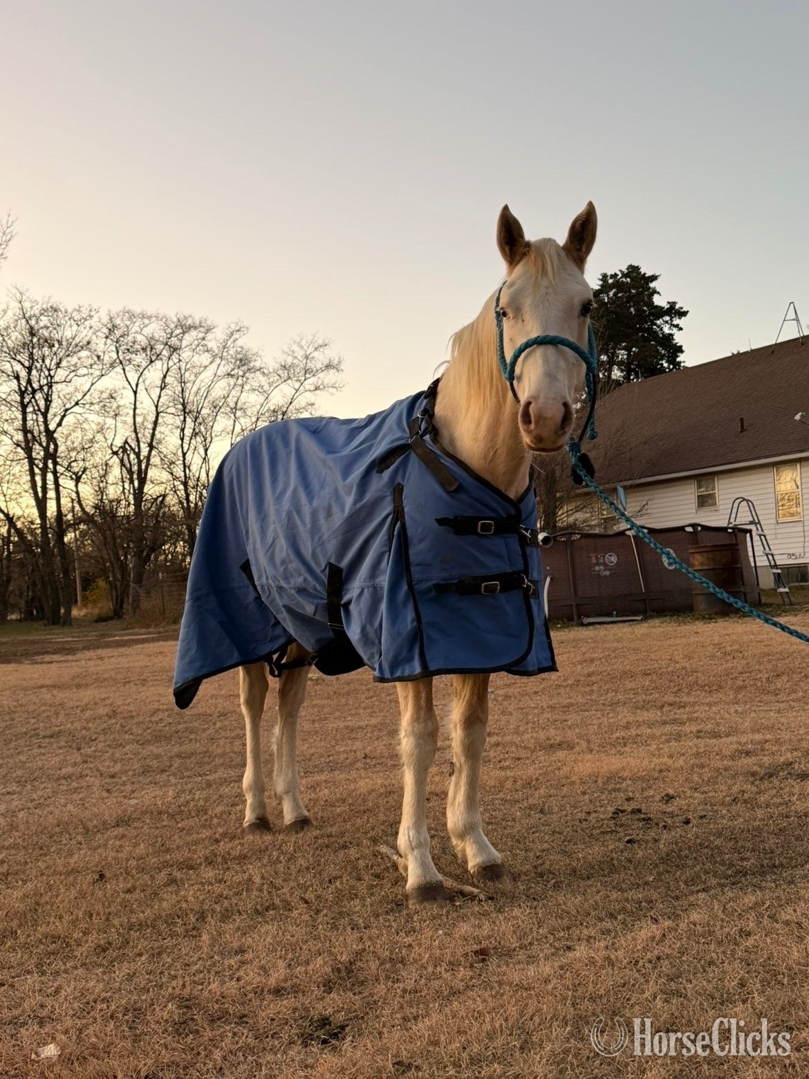 "GMO" Palomino Colt Paint