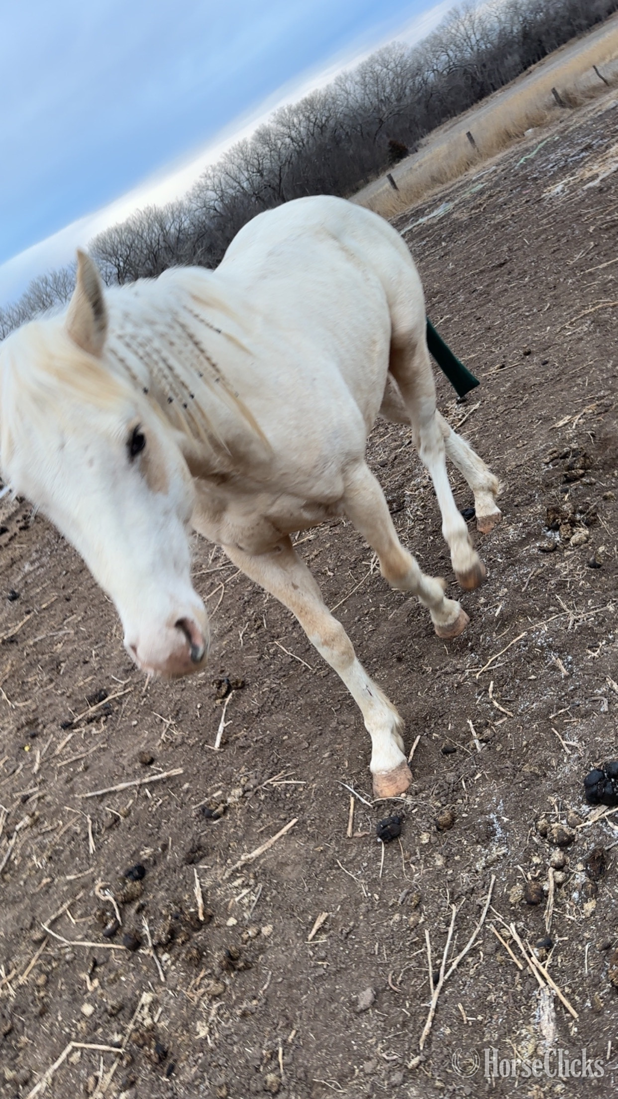 Kansas "GMO" Palomino Colt Paint