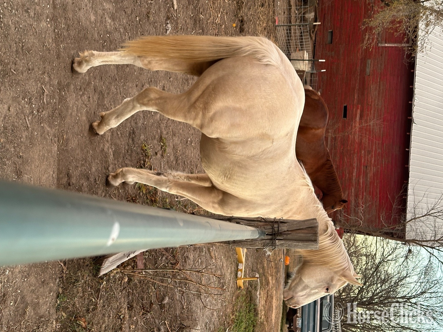 "GMO" Palomino Colt Paint - Paint in Kansas
