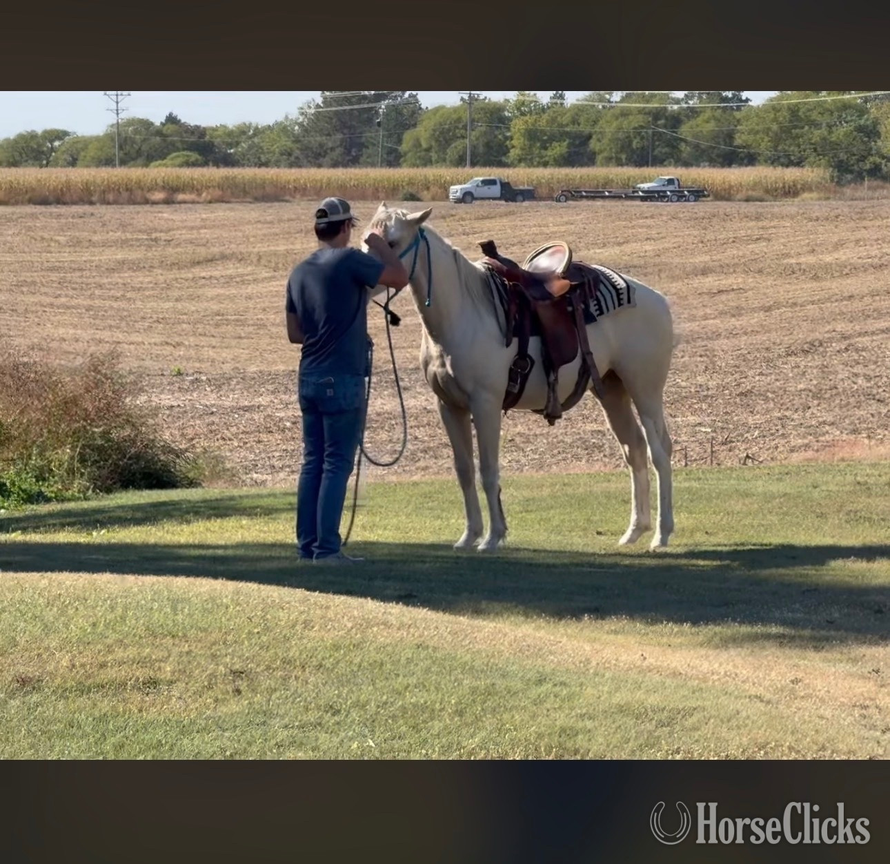 "GMO" Palomino Colt Paint - Paint