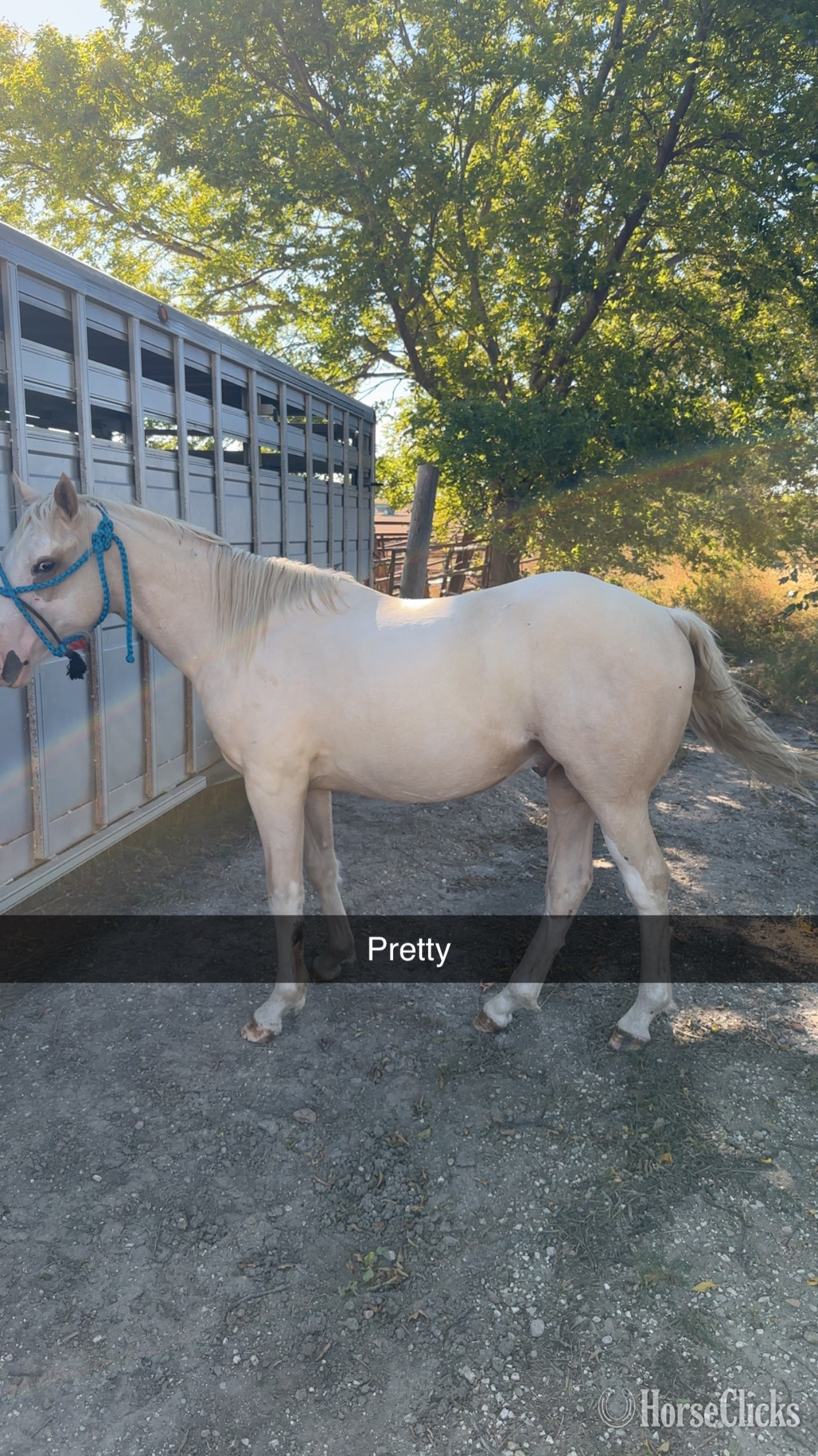 "GMO" Palomino Colt Paint Kansas