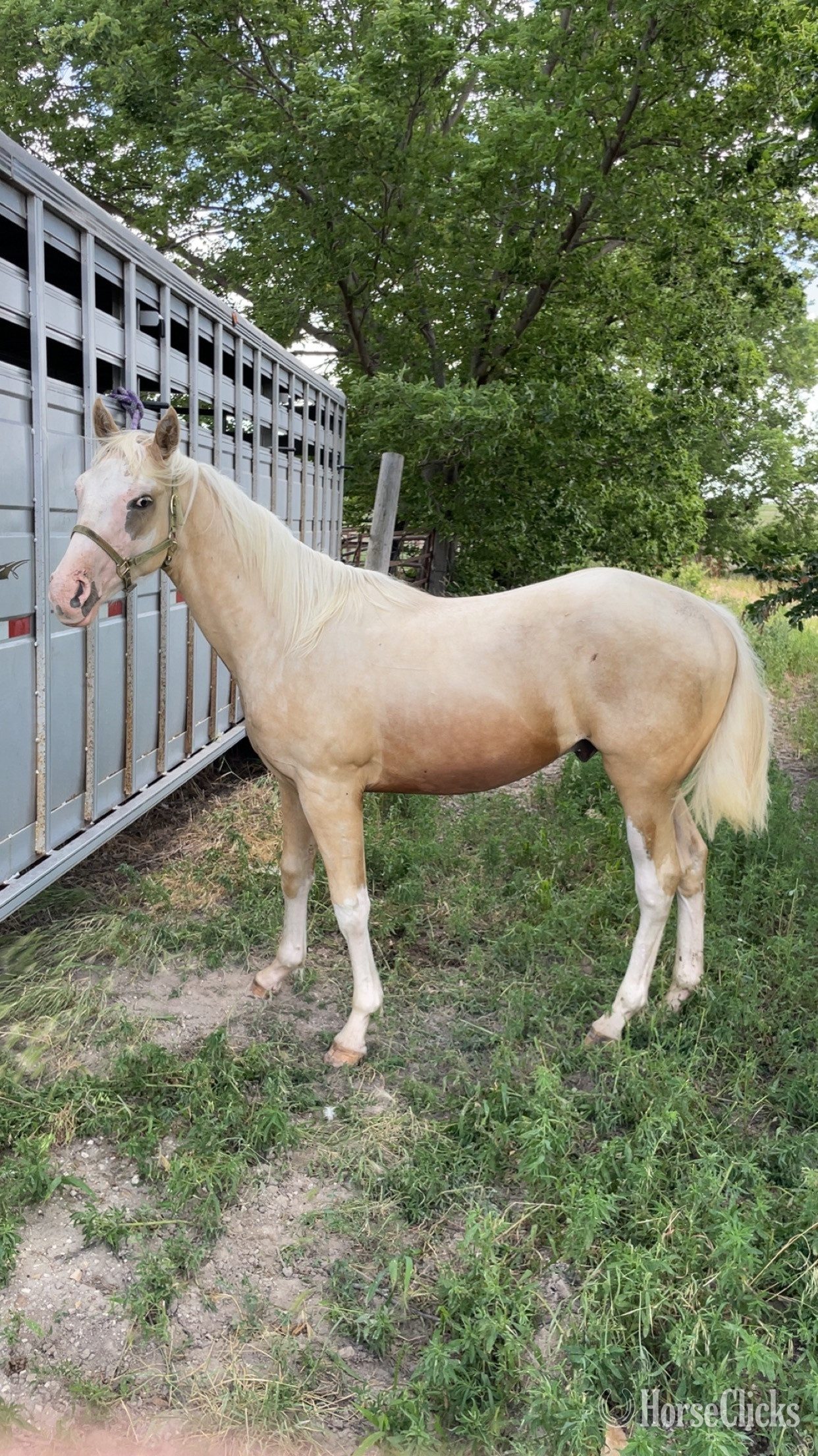 Paint - "GMO" Palomino Colt Paint in Kansas