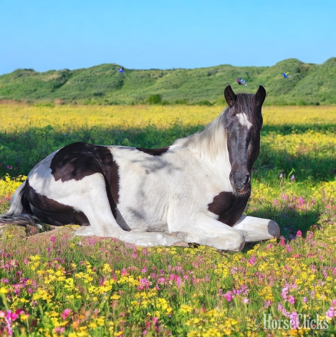 "Oreo" Chocolate Gelding Paint
