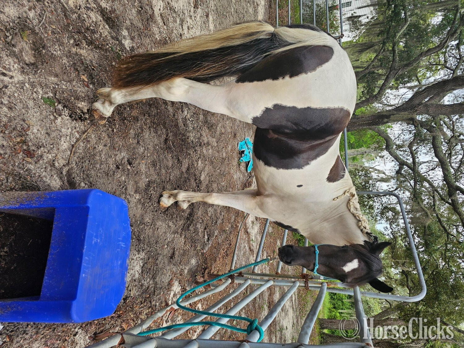 Paint - "Oreo" Chocolate Gelding Paint
