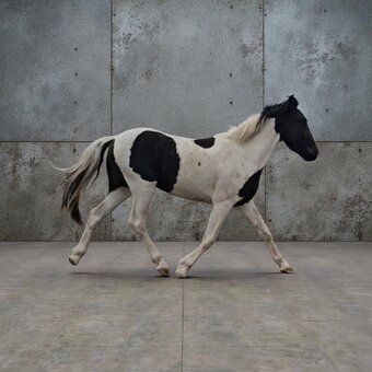 "Oreo" Brown Gelding Paint