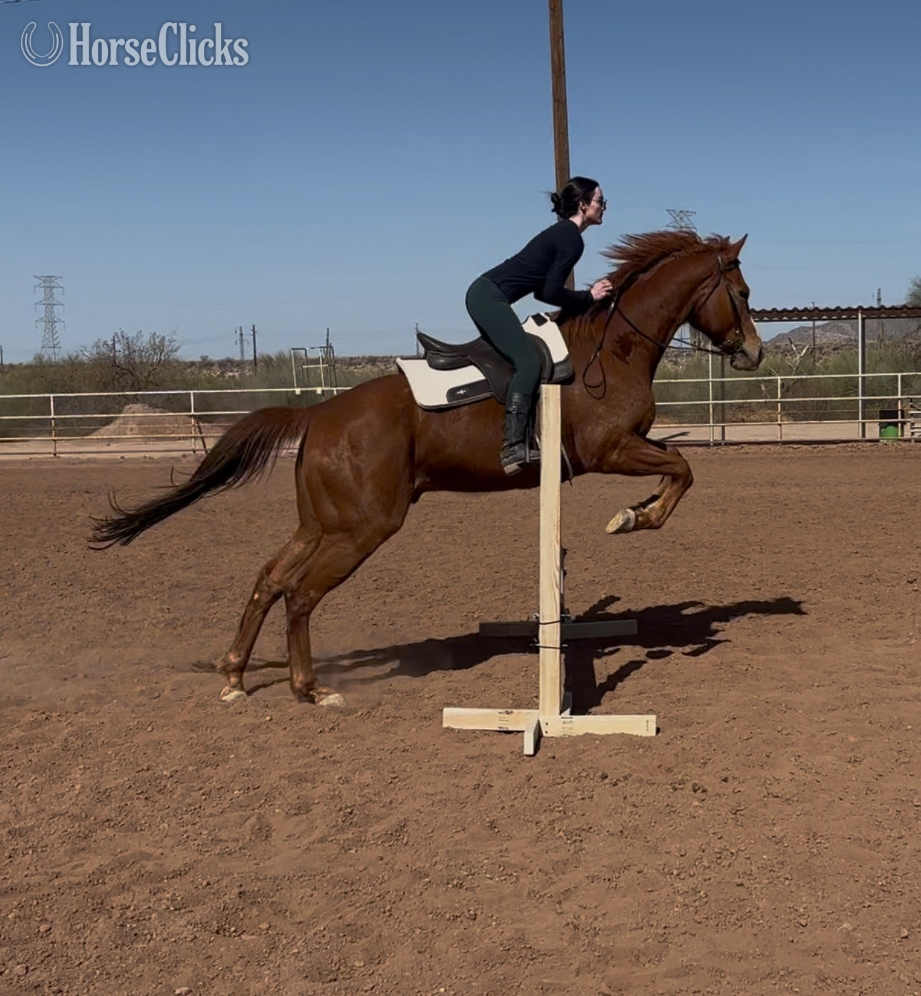 "Mac" Chestnut Gelding Thoroughbred in Arizona