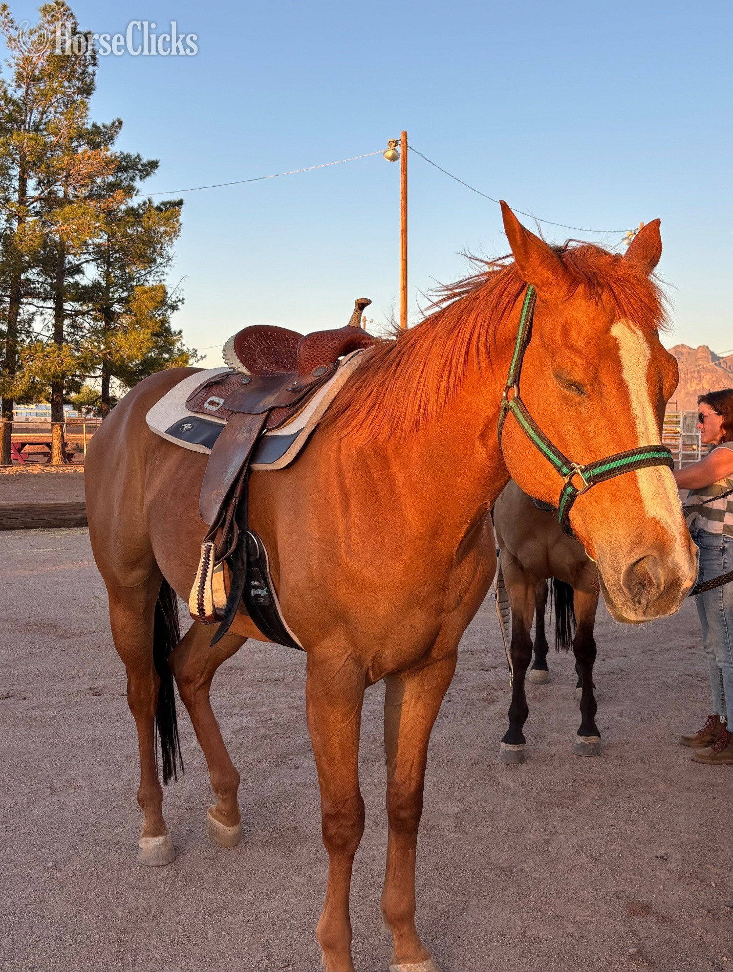 "Mac" Chestnut Gelding Thoroughbred