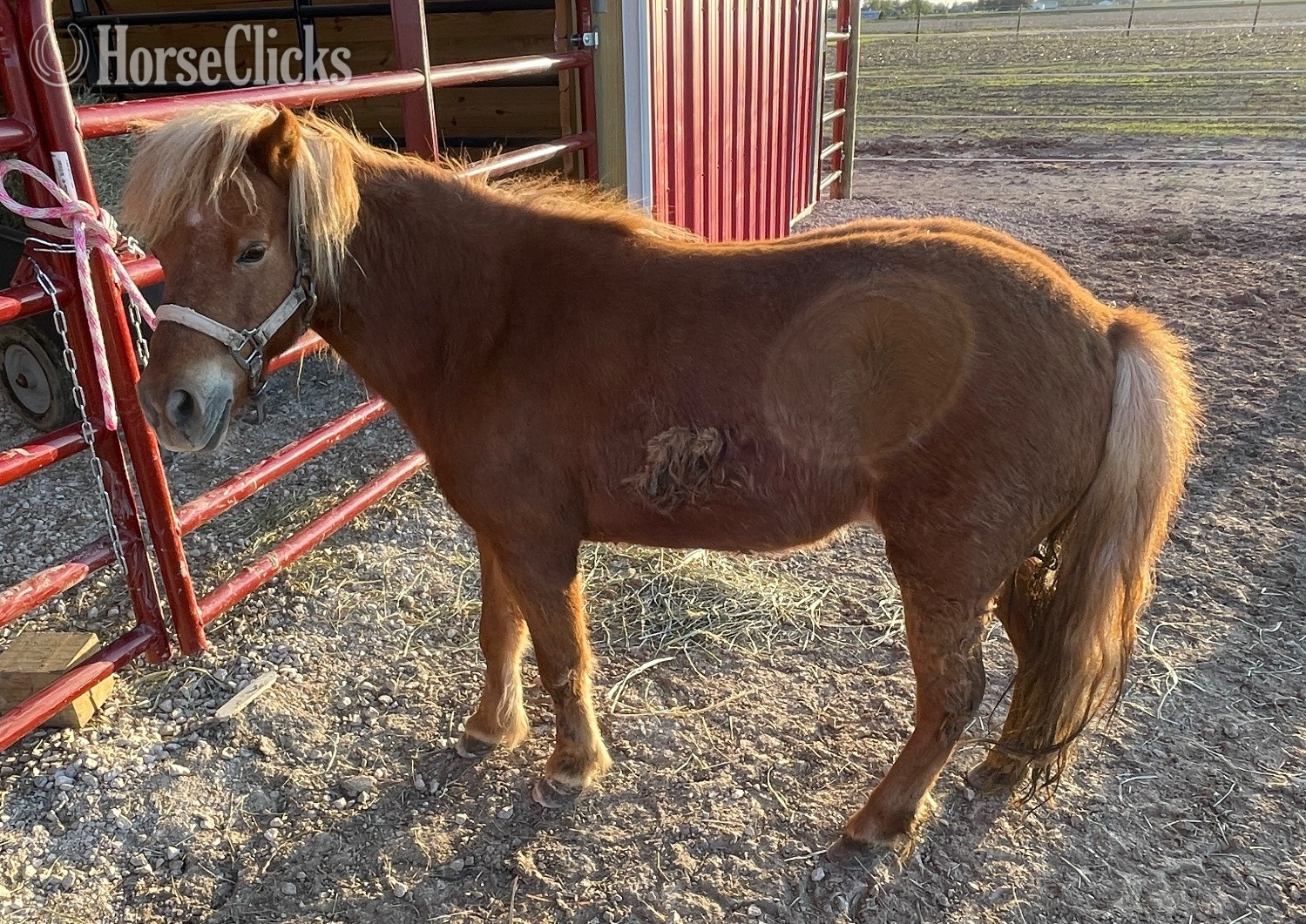 "Elsa" Sorrel Mare American Miniature in Indiana