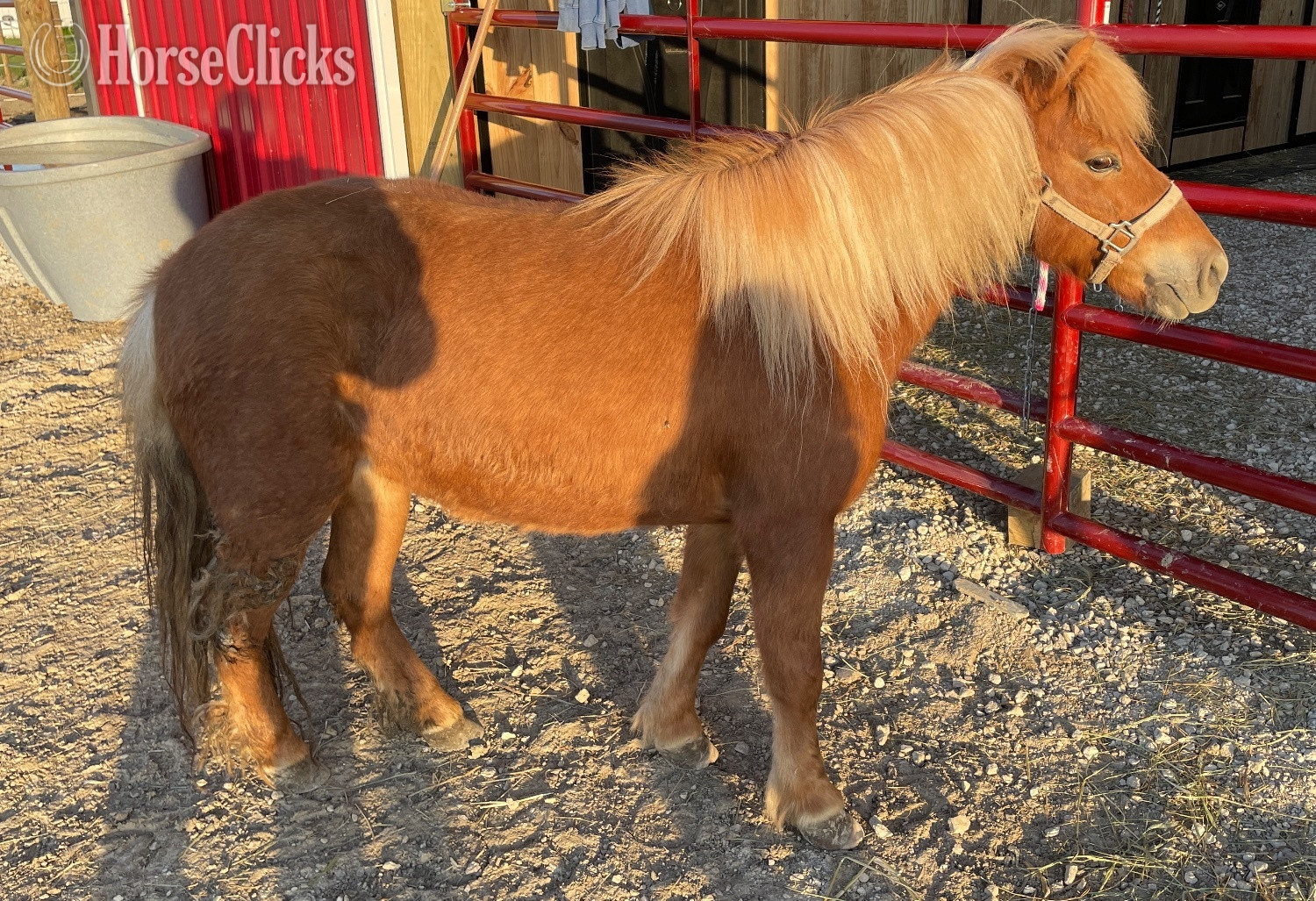 "Elsa" Sorrel Mare American Miniature