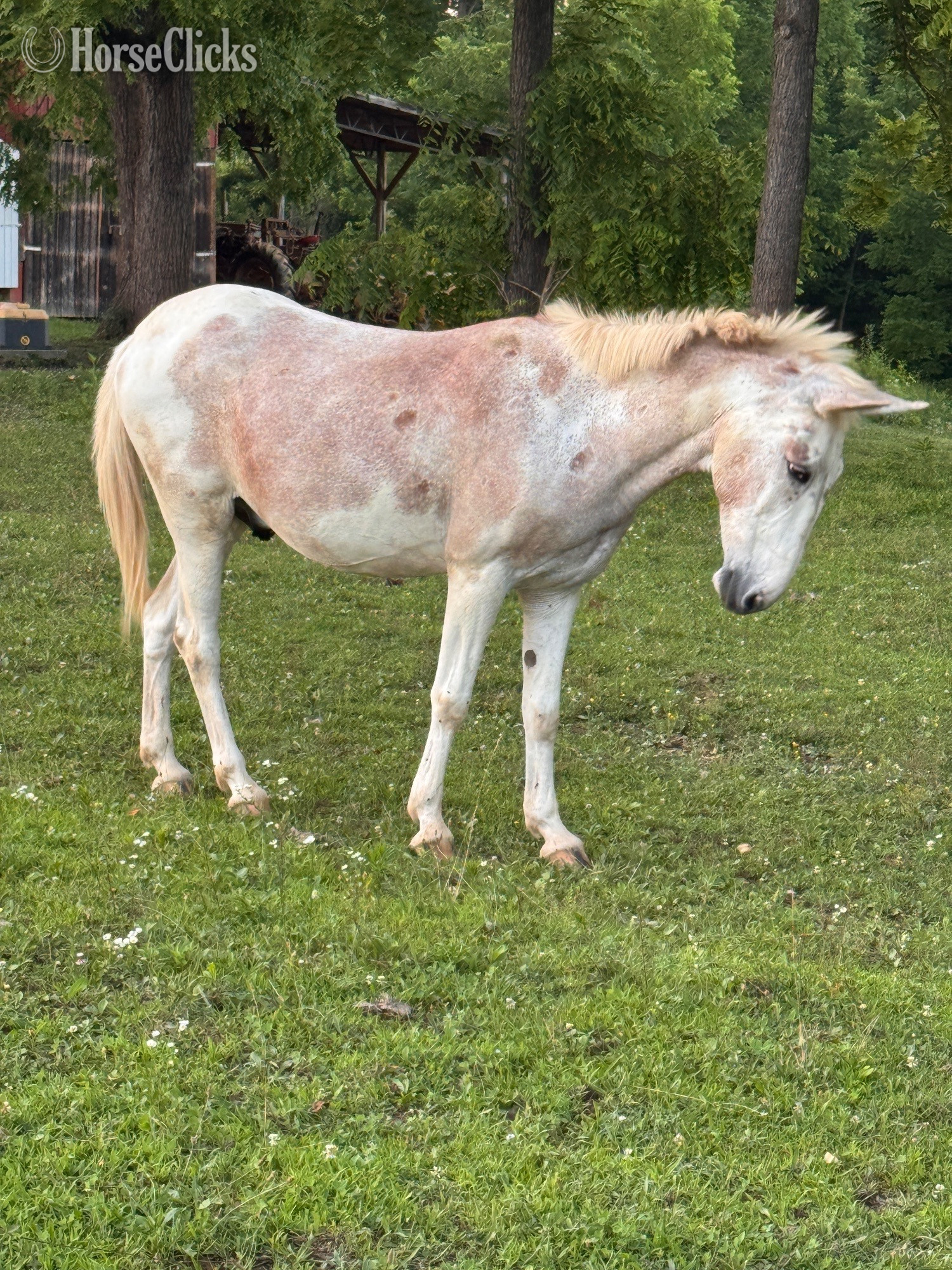 "Festus " Tri-Color Gelding Mule