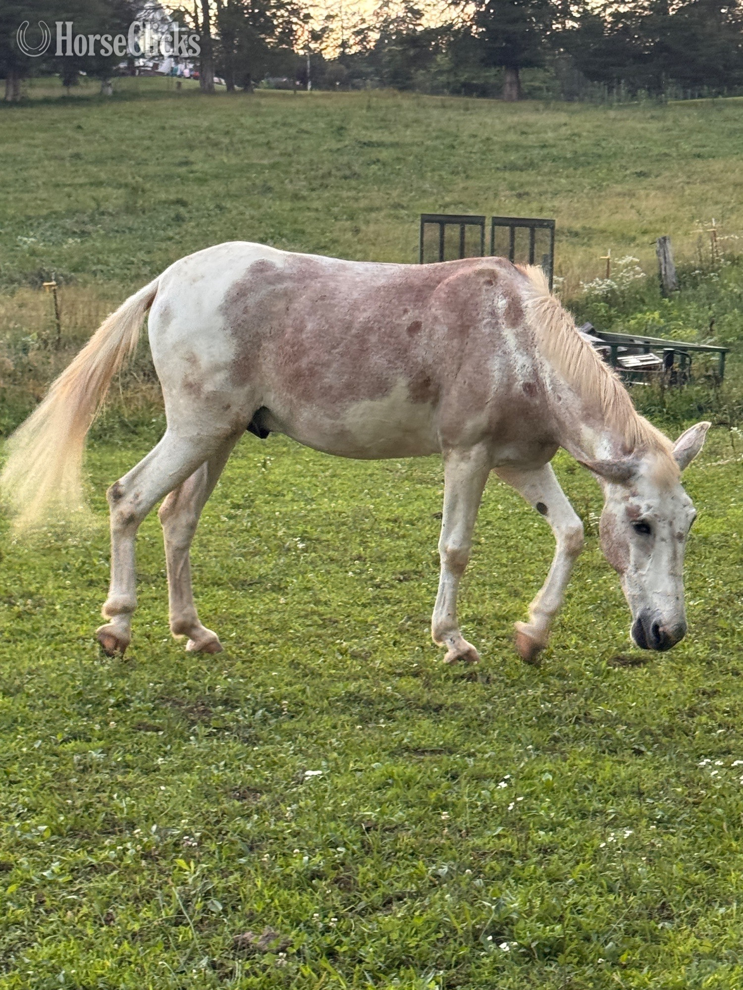Tennessee "Festus " Tri-Color Gelding Mule