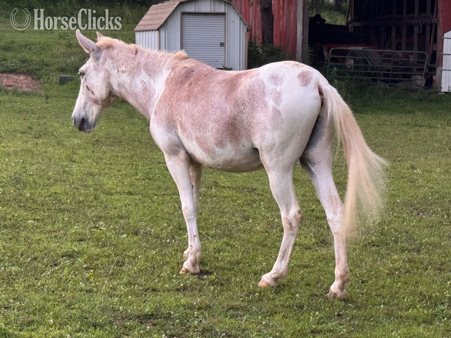 "Festus " Tri-Color Gelding Mule - Mule in Tennessee