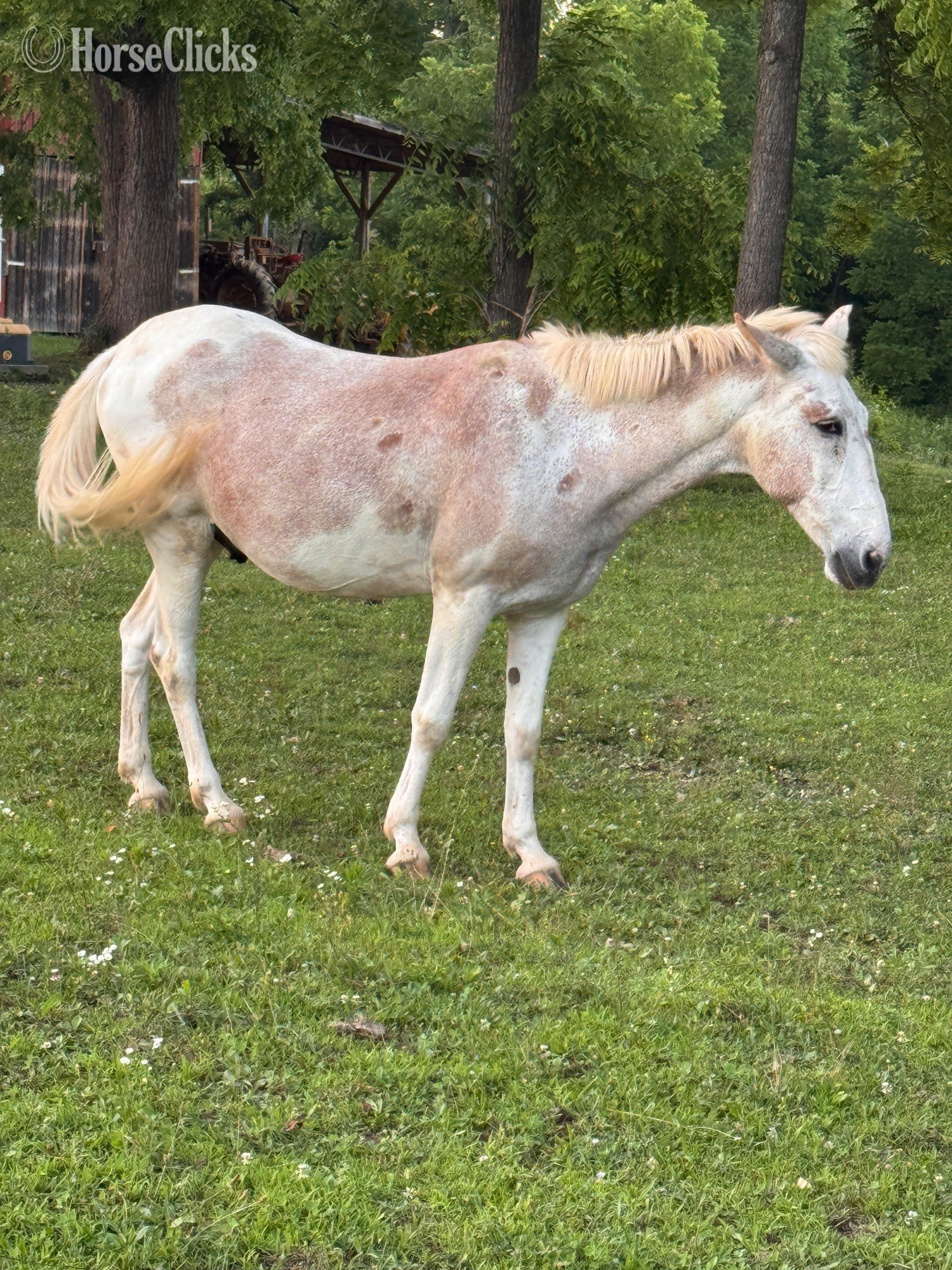 "Festus " Tri-Color Gelding Mule - Mule