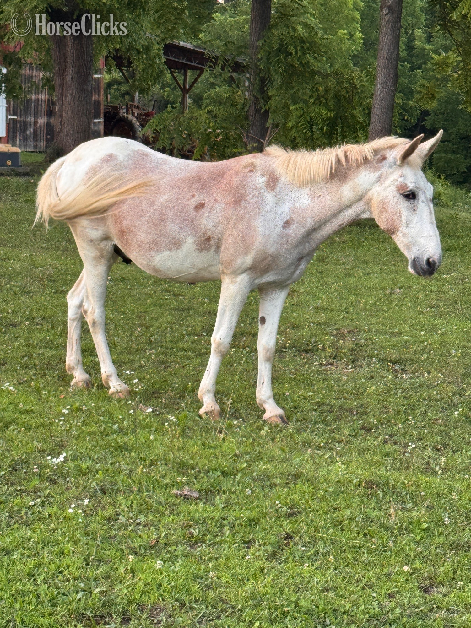 "Festus " Tri-Color Gelding Mule Tennessee