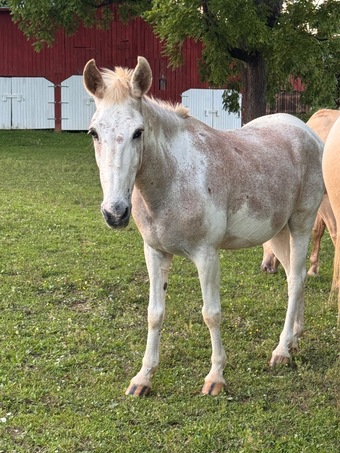"Festus " Tri-Color Gelding Mule