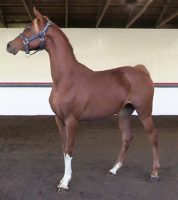 "Romance DGL" Chestnut Mare Arabian