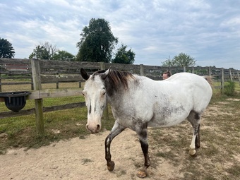 "Eagles Wing" Bay Roan Mare Appaloosa