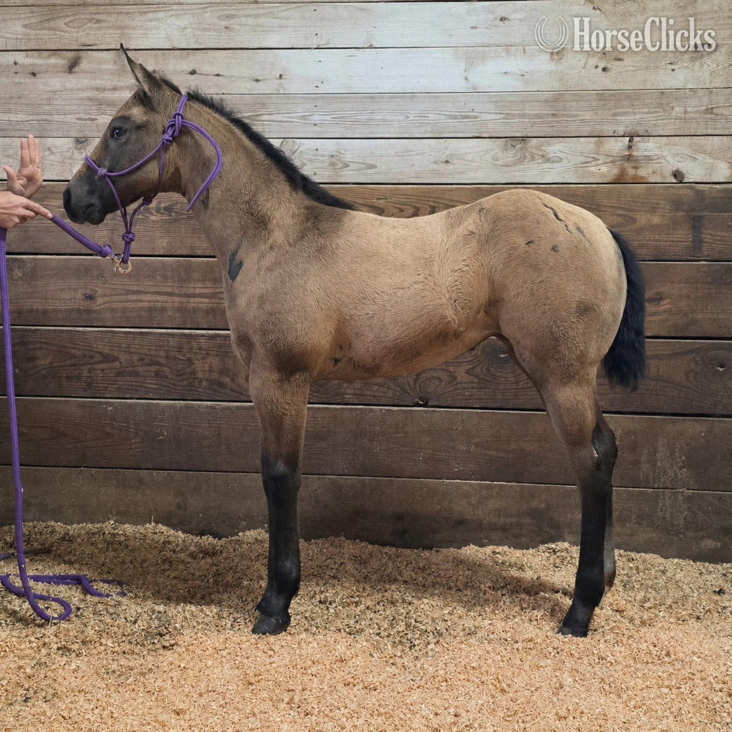 "Sheza Twelve" Grey Filly Quarter Horse in Texas