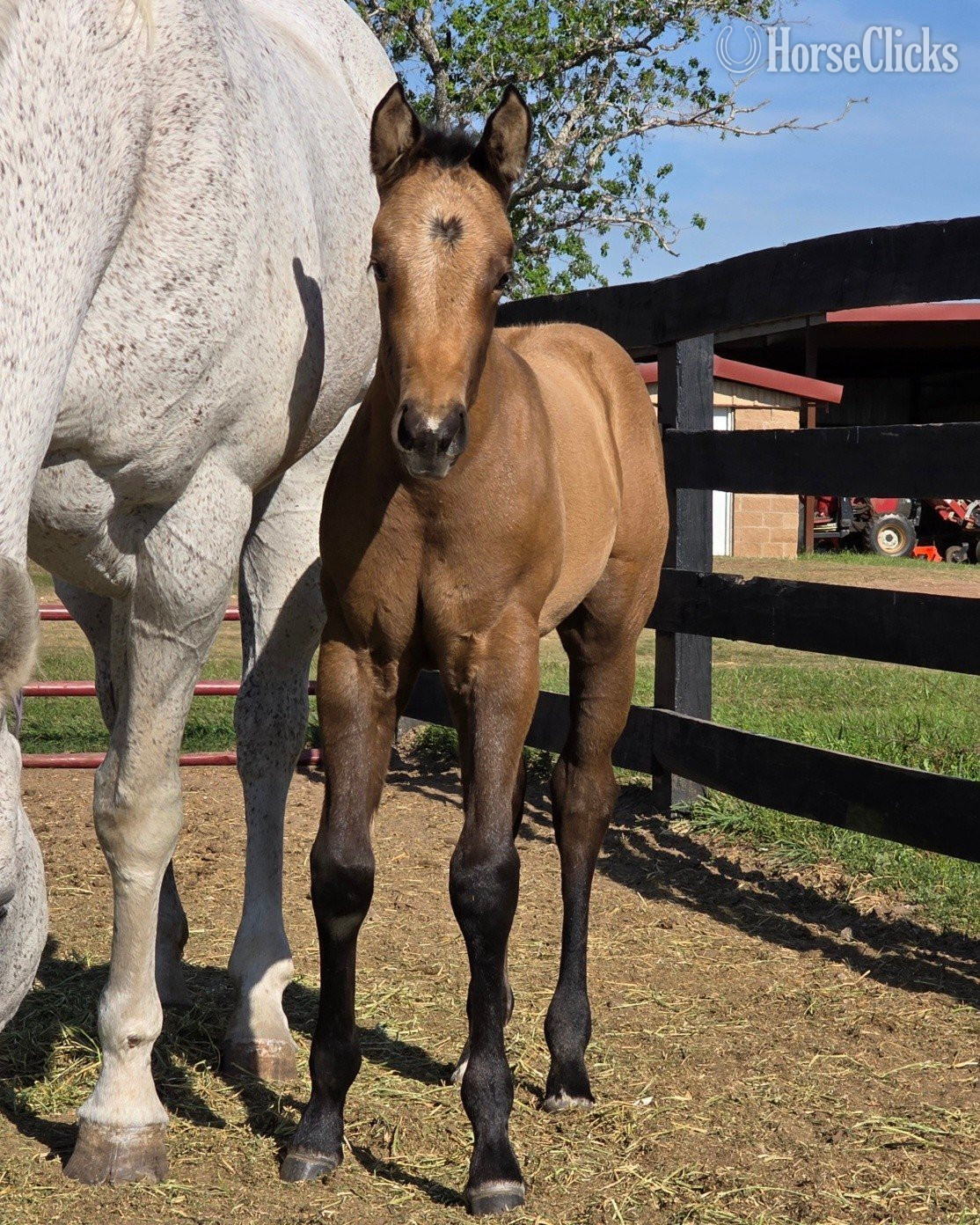 "Sheza Twelve" Grey Filly Quarter Horse