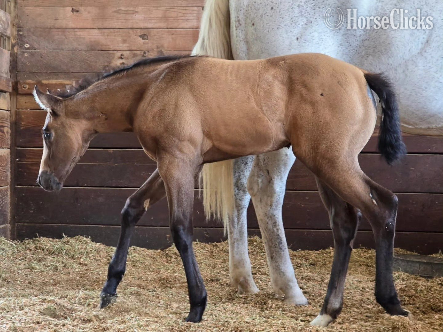 Texas "Sheza Twelve" Grey Filly Quarter Horse
