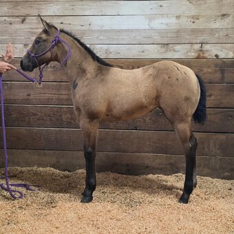 "Sheza Twelve" Grey Filly Quarter Horse