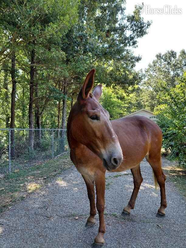 "Ms Rose " Chestnut Mare Mule in Tennessee