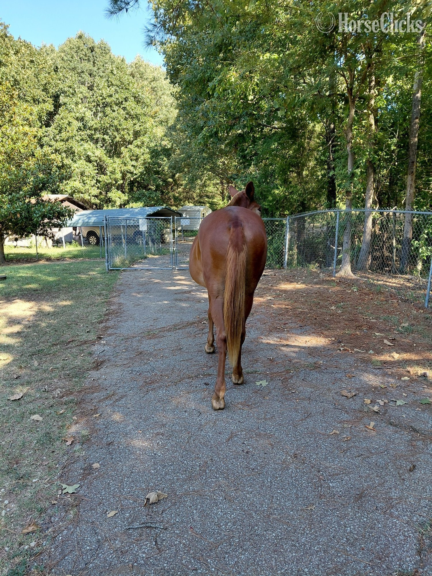 "Ms Rose " Chestnut Mare Mule - Mule in Tennessee