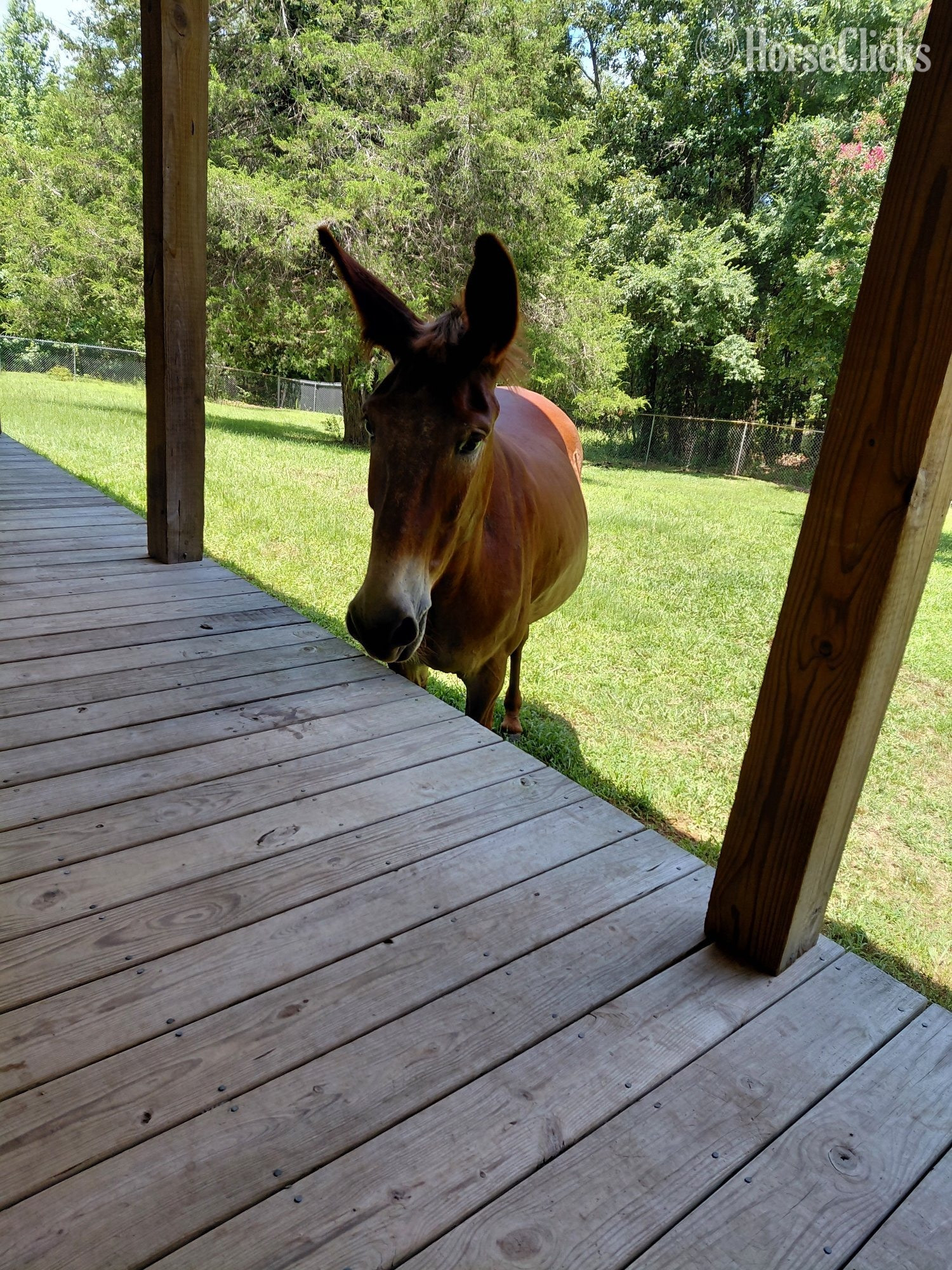 "Ms Rose " Chestnut Mare Mule Tennessee