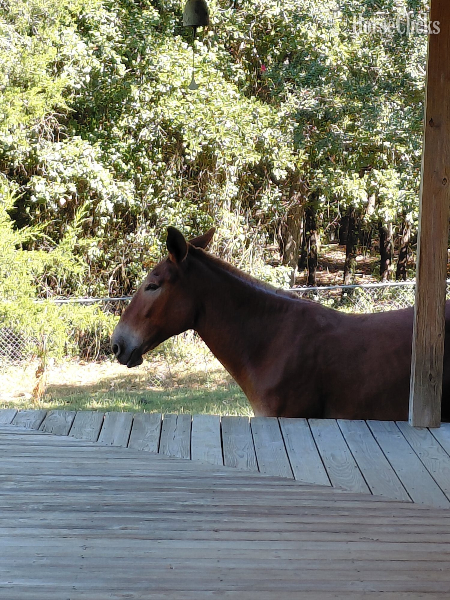 Mule - "Ms Rose " Chestnut Mare Mule in Tennessee