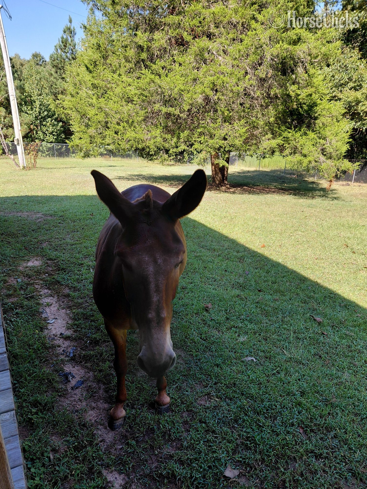 Mule - "Ms Rose " Chestnut Mare Mule