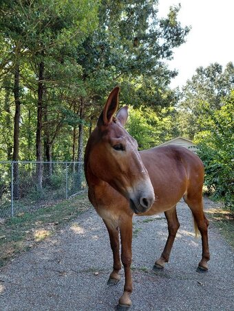 "Ms Rose " Chestnut Mare Mule