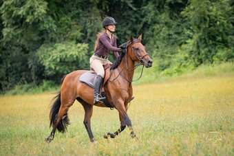"Ember" Bay Mare Quarter Horse