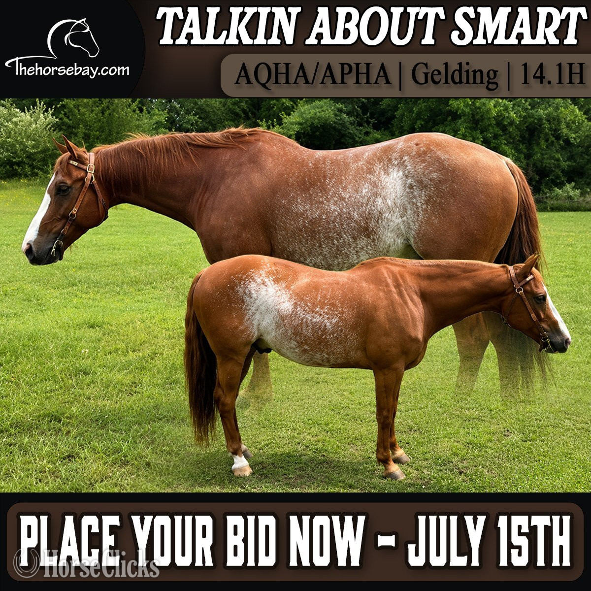 "Peanut" Sorrel Gelding Quarter Horse in New Jersey
