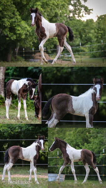 "Meech " Tabiano Colt Tennessee Walker
