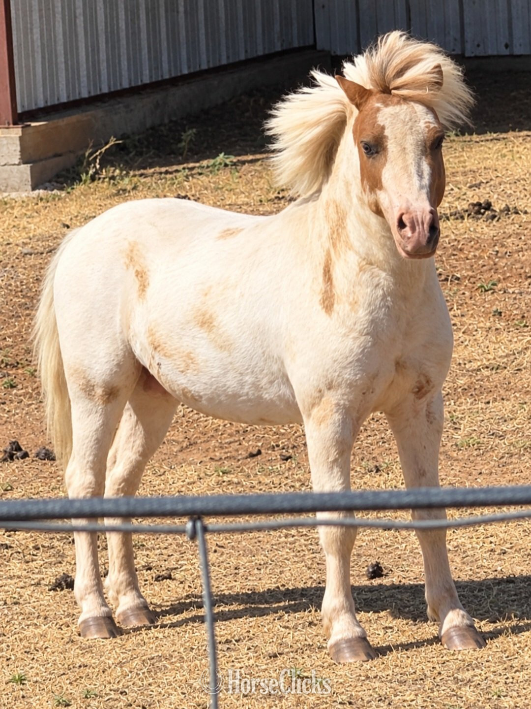 "Trigger" White Stallion Shetland Pony