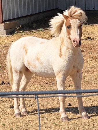 "Trigger" White Stallion Shetland Pony