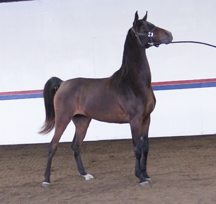 "Heir Express SS" Bay Mare Arabian