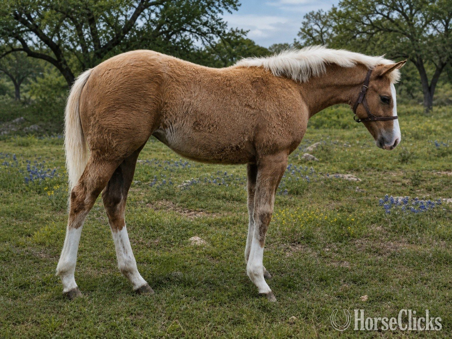 "TPH Gunna Be Blessed" Palomino Filly Quarter Horse in Texas