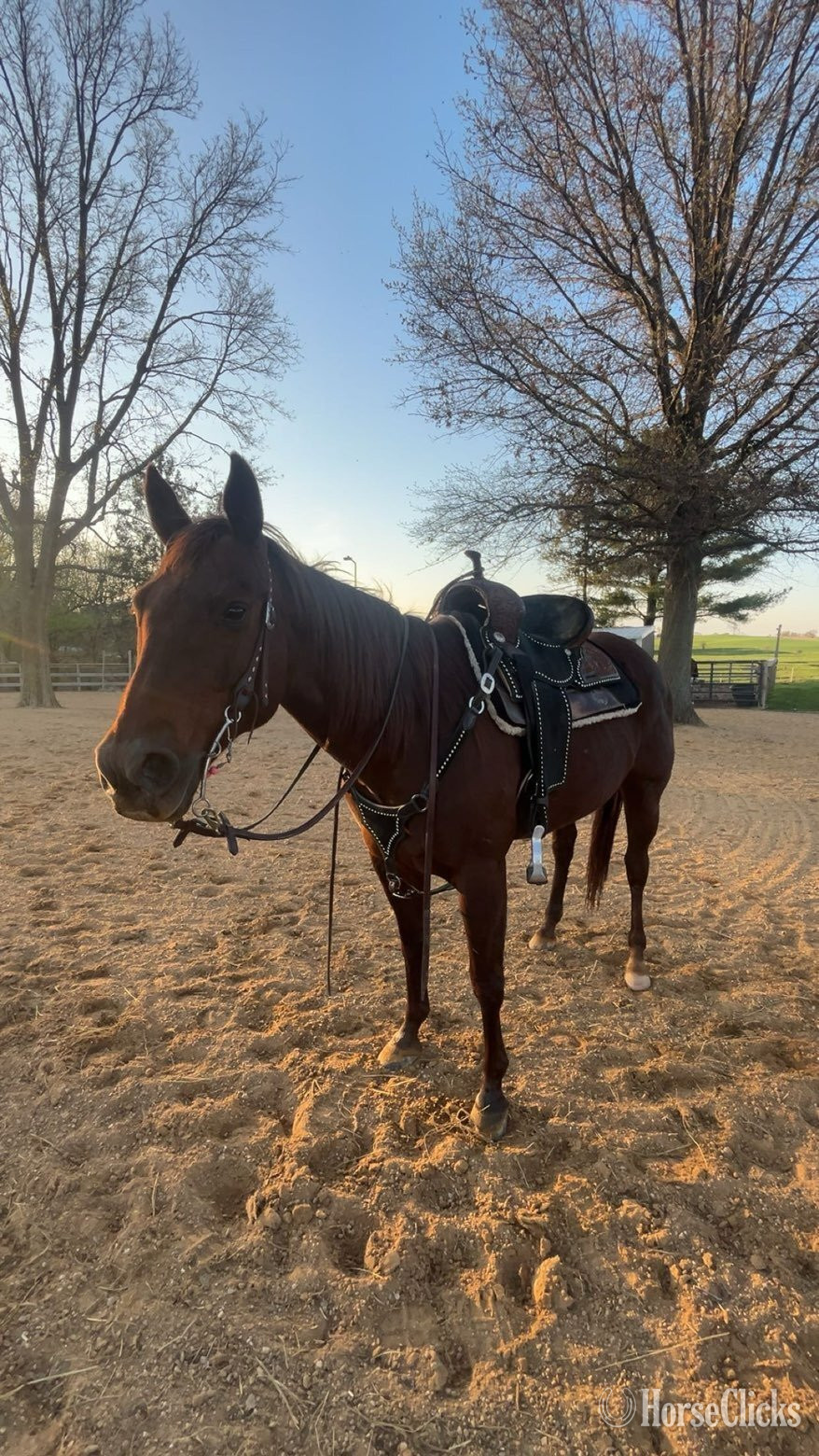 "Rayne" Chestnut Mare Quarter Horse in Wisconsin