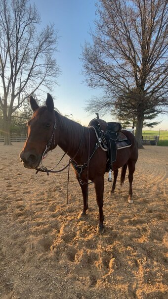 "Rayne" Chestnut Mare Quarter Horse