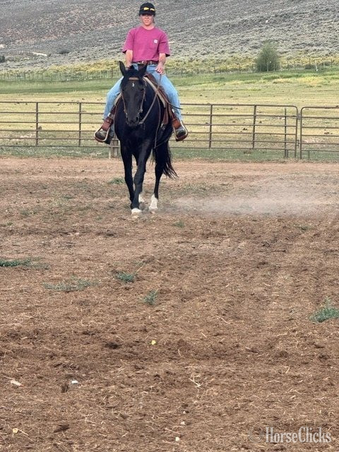 "Lady" Black Mare Tennessee Walker in Colorado