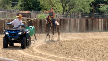 "Liver" Chestnut Gelding Quarter Pony